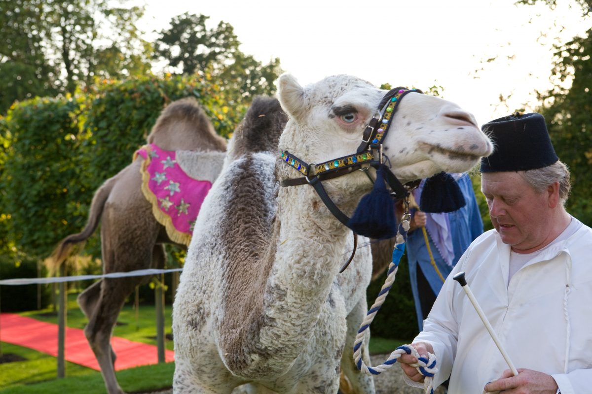 camel at moroccan party marquee